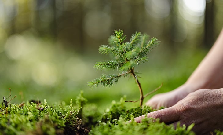 Close-up of a person planting a young fir tree in the forest.